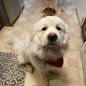 Meet your Posher, Isabel